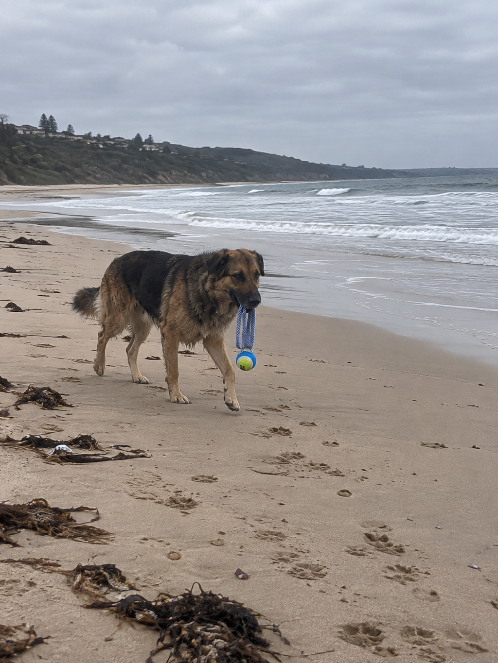 Rope Dog Toy